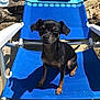 Luna is registered to the contest to win money with this photo: dog, small_dog, beach_chair, blue_chair, outdoor, sunlight, sand, rocks, shadow, pet, animal, canine, summer, vacation, relaxation, sunny, daytime, sitting, cute, companion