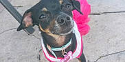 Luna is registered to the contest to win money with this photo: dog, small_dog, black_dog, tan_markings, pet_collar, dog_tag, outdoor, pavement, cracked_stone, pink_outfit, white_outfit, can, plastic_cup, legs, sandals, yellow_bin, table_leg, tail, confident, curious