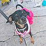 dog, small_dog, black_dog, tan_markings, pet_collar, dog_tag, outdoor, pavement, cracked_stone, pink_outfit, white_outfit, can, plastic_cup, legs, sandals, yellow_bin, table_leg, tail, confident, curious