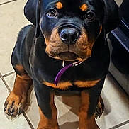 Tater Tot is registered to the contest to win money with this photo: rottweiler, puppy, dog, pet, animal, canine, black, tan, collar, floor, tile, cute, young, indoor, looking_up, sitting, ears, paws, face, portrait