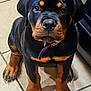 rottweiler, puppy, dog, pet, animal, canine, black, tan, collar, floor, tile, cute, young, indoor, looking_up, sitting, ears, paws, face, portrait
