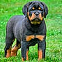 Tater Tot joined the competition — help win amazing prizes! puppy, rottweiler, dog, grass, outdoor, young, animal, pet, canine, black, brown, fur, cute, standing, nature, mammal, portrait, alert, grass_field, looking