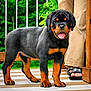 rottweiler, puppy, dog, pet, animal, outdoor, porch, wooden_floor, greenery, plant, legs, pants, sandals, tongue_out, playful, young_dog, black_and_tan, closeup, standing, nature