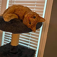 Gavin joined the competition — help win amazing prizes! animal, cat, cat_tree, cozy, curious, cute, domestic_animal, ears, feline, fur, home, indoor, looking, orange_tabby, pet, relaxed, resting, soft_light, whiskers, window_blinds