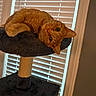 animal, cat, cat_tree, cozy, curious, cute, domestic_animal, ears, feline, fur, home, indoor, looking, orange_tabby, pet, relaxed, resting, soft_light, whiskers, window_blinds
