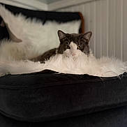 Willy joined the competition — help win amazing prizes! animal, blanket, cat, comfort, couch, cozy, domestic, fluffy, furniture, furry, gray, home, indoor, living_room, paneled_wall, pet, relaxed, resting, soft, white