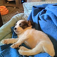 Princess Milley is registered to the contest to win money with this photo: animal, blanket, blue, cardboard_box, carpet, cozy, cute, domestic, fur, home, indoor, nap, paw, pet, puppy, relaxation, resting, sleeping, small_dog, toy