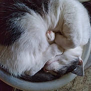 Crybaby joined the competition — help win amazing prizes! animal, basin, cat, cozy, curled_up, cute, feline, fluffy, fur, gray, indoor, nose, paw, pet, relaxed, resting, round, sleeping, whiskers, white