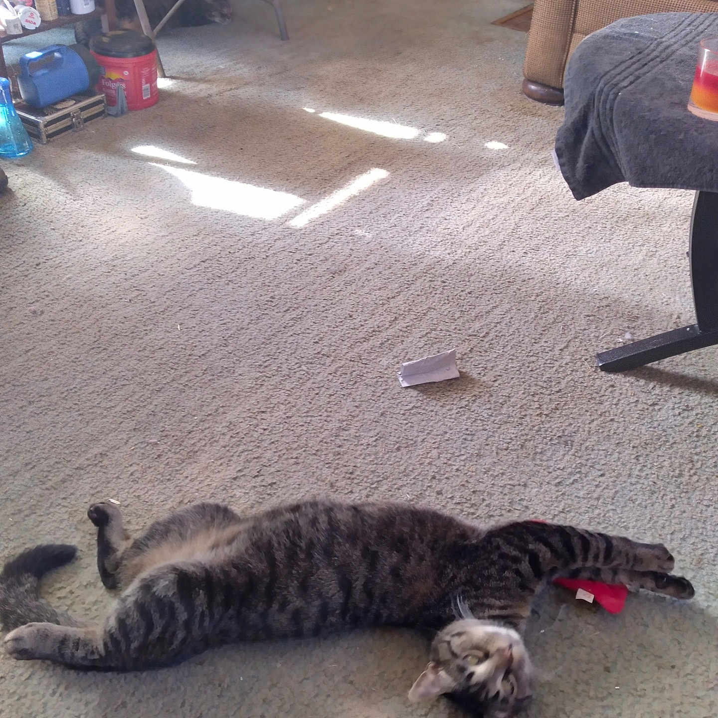 Tiger joined the competition — help win amazing prizes! animal, architecture, building, cat, chair, couch, cup, furniture, homedecor, indoors, kitten, livingroom, manx, person, pet, plywood, room, sleeping, table, wood