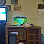 aquarium, box, cable, cat, clock, desk, fish, fish_tank, framed_photos, heater, home_decor, indoor, living_room, pet, power_outlet, relaxing, sleeping_cat, television, water_dispenser, wooden_furniture