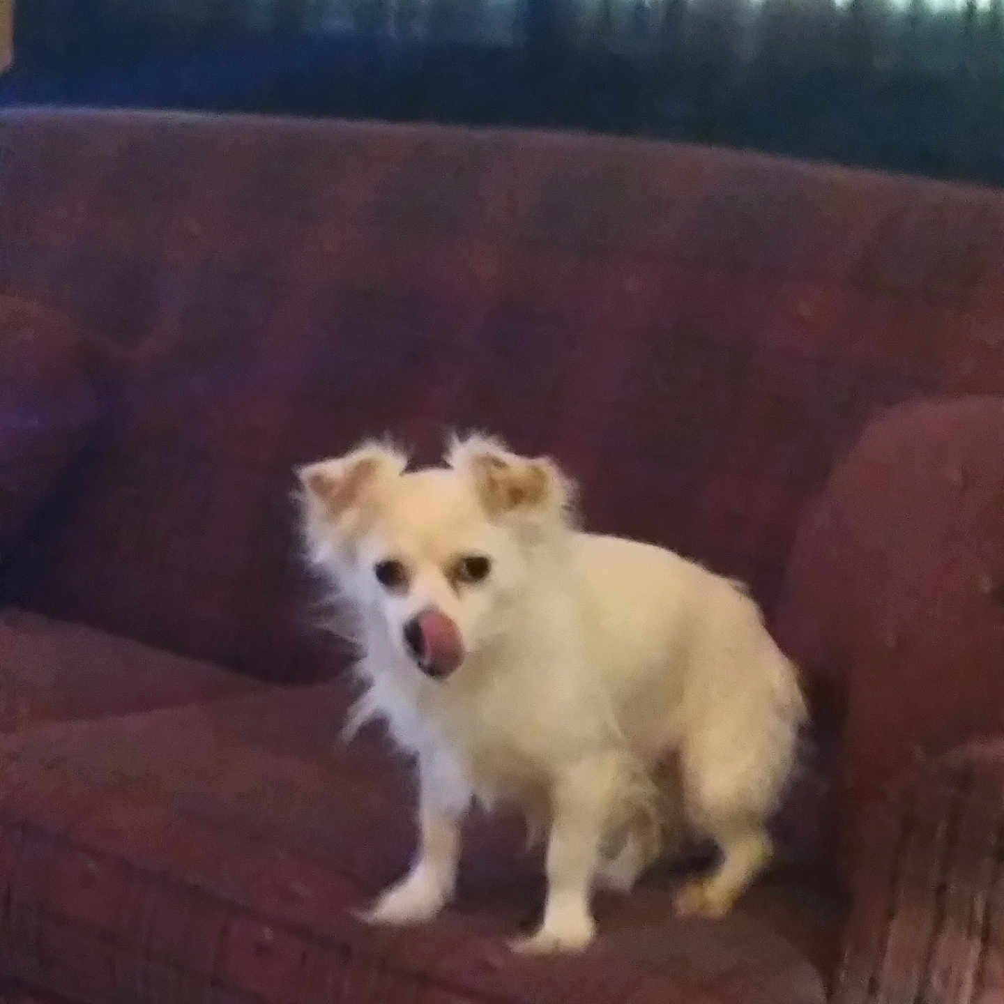 Shadow is registered to the contest to win money with this photo: animal, canine, chihuahua, couch, cushion, dog, eskimodog, furniture, homedecor, pet, puppy, whitedog