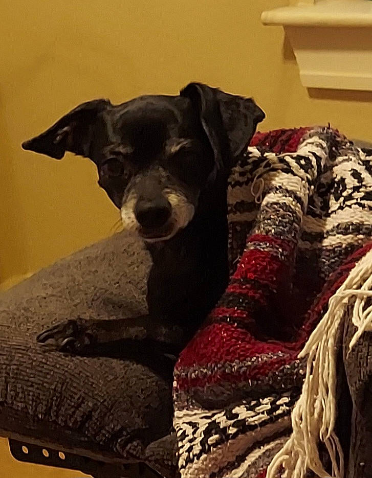 Angel joined the competition — help win amazing prizes! canidae, carnivore, chair, comfort, companion_dog, couch, dog, dog_breed, dog_collar, dog_supply, fawn, flooring, fur, linens, pattern, sleeve, snout, sporting_group, toy_dog, working_animal