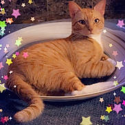 Ginger joined the competition — help win amazing prizes! cat, orange_tabby, bowl, indoor, carpet, stars_overlay, whimsical, cute, pet, animal, relaxing, cozy, feline, striped, mammal, domestic_cat, lying_down, playful, decorative, colorful