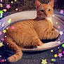 cat, orange_tabby, bowl, indoor, carpet, stars_overlay, whimsical, cute, pet, animal, relaxing, cozy, feline, striped, mammal, domestic_cat, lying_down, playful, decorative, colorful