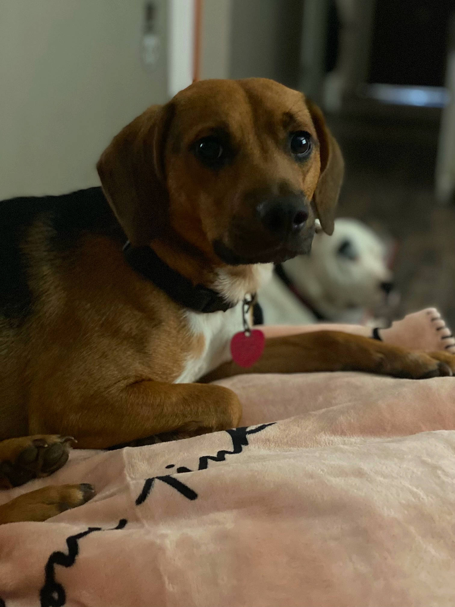 Dynamite is registered to the contest to win money with this photo: beagador, beagle, broholmer, canidae, carnivore, companion_dog, dog, dog_breed, fawn, harrier, mammal, mountain_cur, puggle, puppy, rare_breed_dog, snout, sporting_group, treeing_walker_coonhound, vertebrate, whiskers