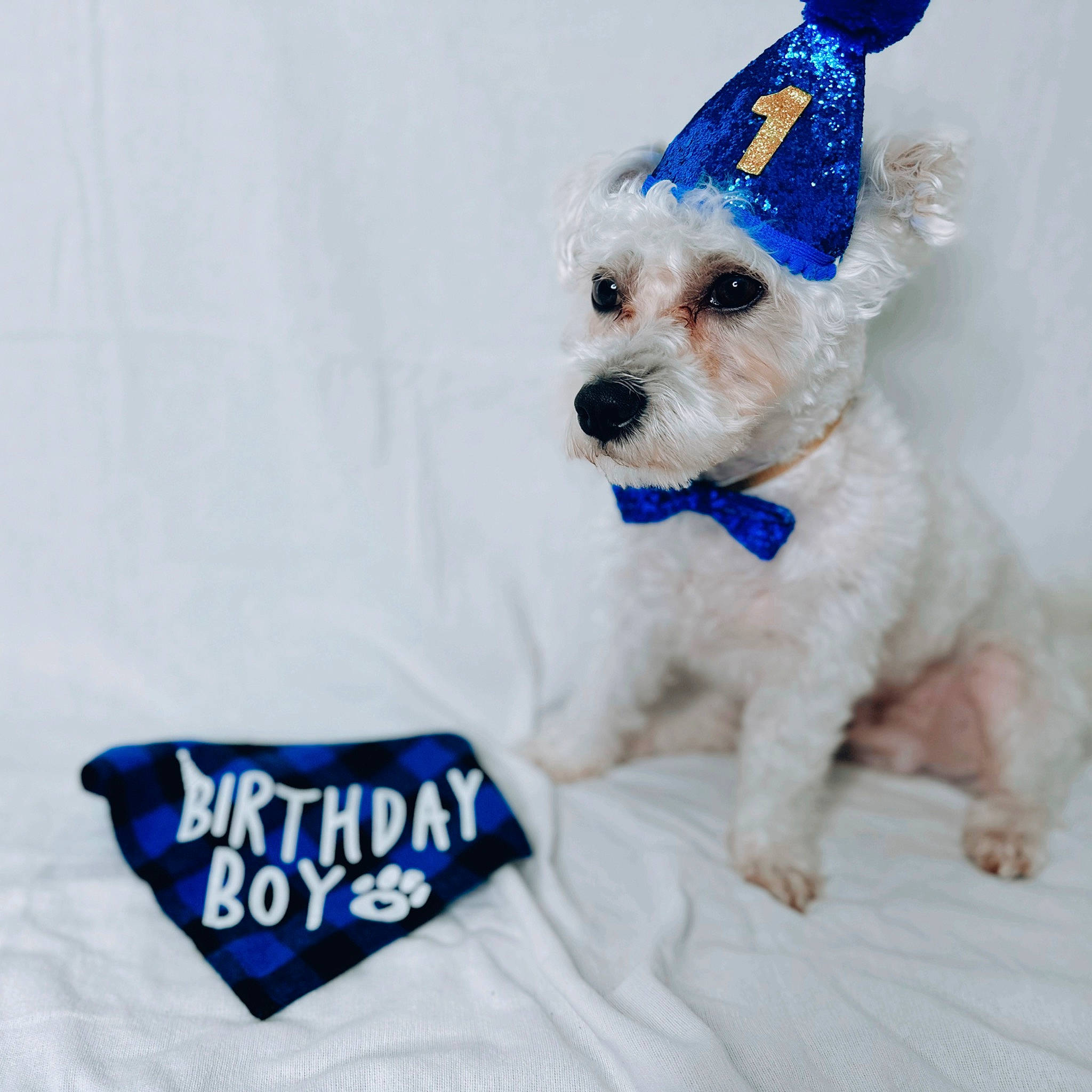 Kylo joined the competition — help win amazing prizes! canidae, carnivore, collar, companion_dog, dog, dog_breed, dog_clothes, dog_collar, dog_supply, electric_blue, fashion_accessory, fur, non_sporting_group, pattern, pet_supply, sleeve, small_terrier, sporting_group, terrier, toy_dog