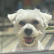 Kylo joined the competition — help win amazing prizes! animal, blurred_background, canine, closeup, cute, dog, face, fluffy, friendly, fur, happy, looking, nose, outdoor, pet, portrait, smiling, tongue_out, white_dog, window