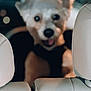 Kylo joined the competition — help win amazing prizes! animal, back_seat, blur, canine, car_seat, cute, dog, excited, fur, headrest, indoor, interior, leather, mouth_open, out_of_focus, pet, seat, small_dog, transportation, vehicle