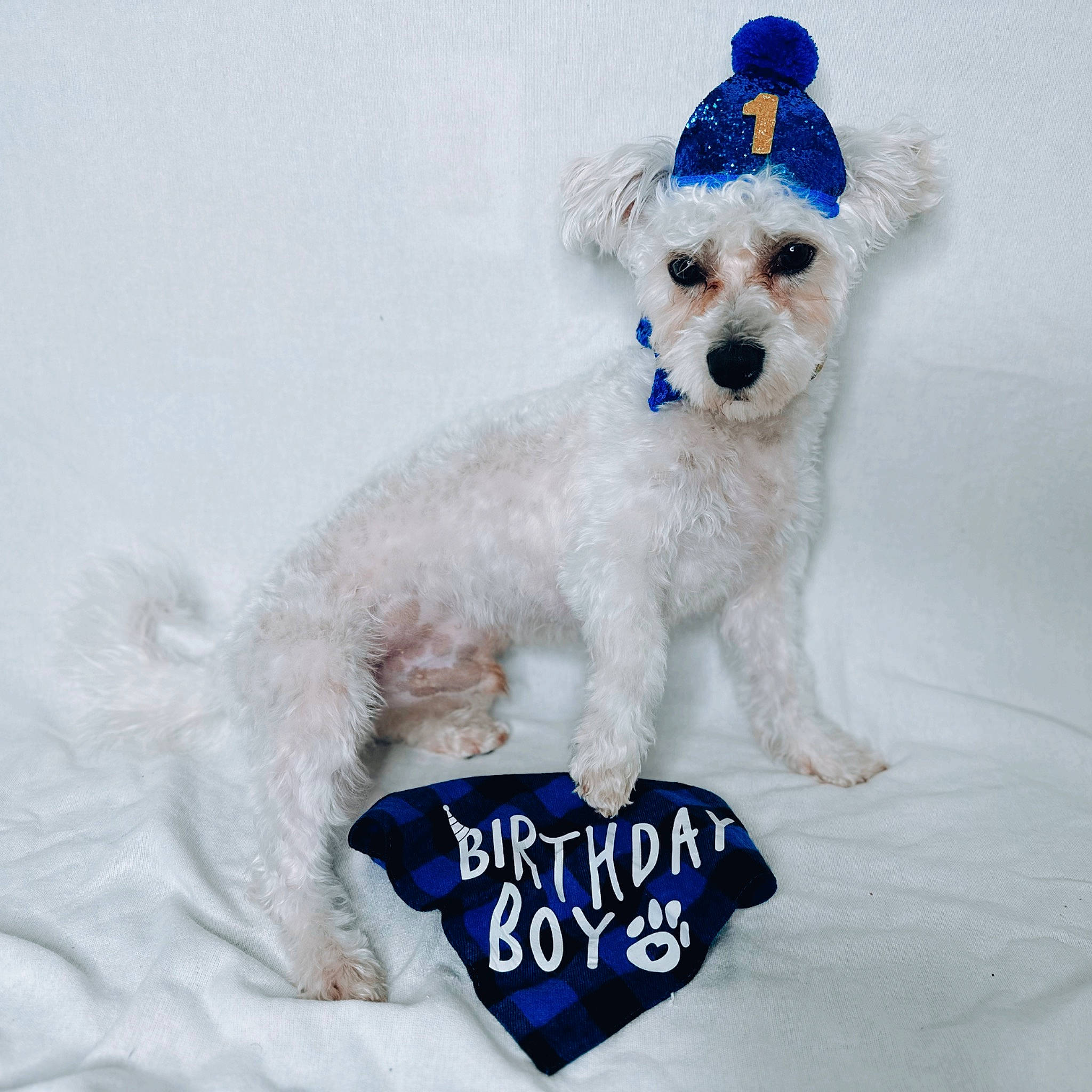 Kylo joined the competition — help win amazing prizes! canidae, carnivore, collar, companion_dog, dog, dog_breed, dog_clothes, dog_collar, dog_supply, fashion_accessory, font, fur, glasses, hat, pet_supply, sporting_group, sunglasses, terrier, toy_dog, white