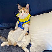 Fiona joined the competition — help win amazing prizes! cat, calico_cat, pet_clothing, yellow_outfit, blue_outfit, sofa, white_pillow, paper_towel, relaxed, indoor, feline, animal, cute, casual_pose, whiskers, pink_nose, green_eyes, fur, paw, domestic_cat