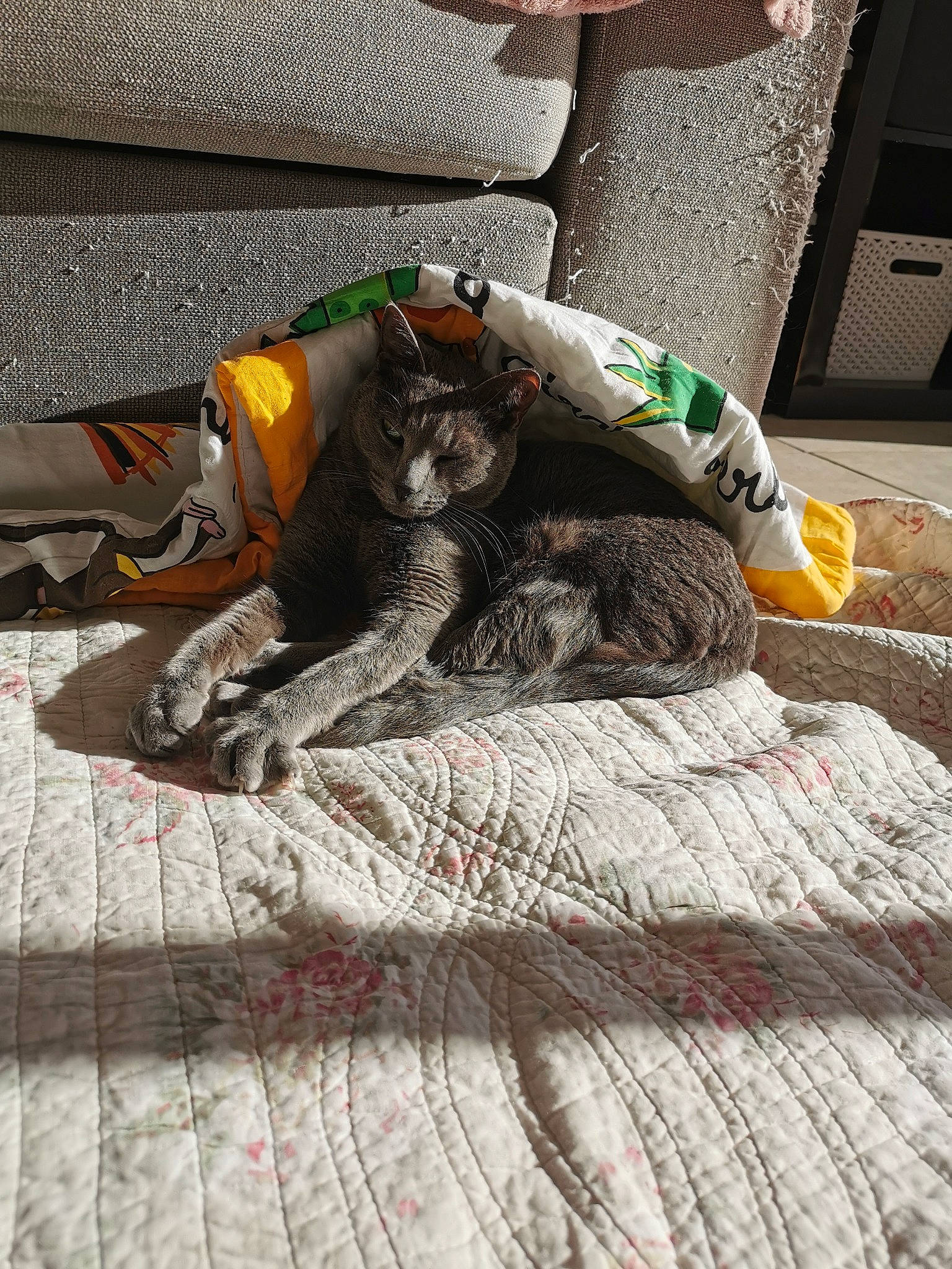 Aki participe au concours pour gagner de l'argent avec cette photo : asphalt, bed_sheet, bedding, carmine, comfort, concrete, felidae, floor, flooring, fur, grey, hardwood, human_leg, linens, pattern, room, rope_rhythmic_gymnastics, sitting, soil, wood