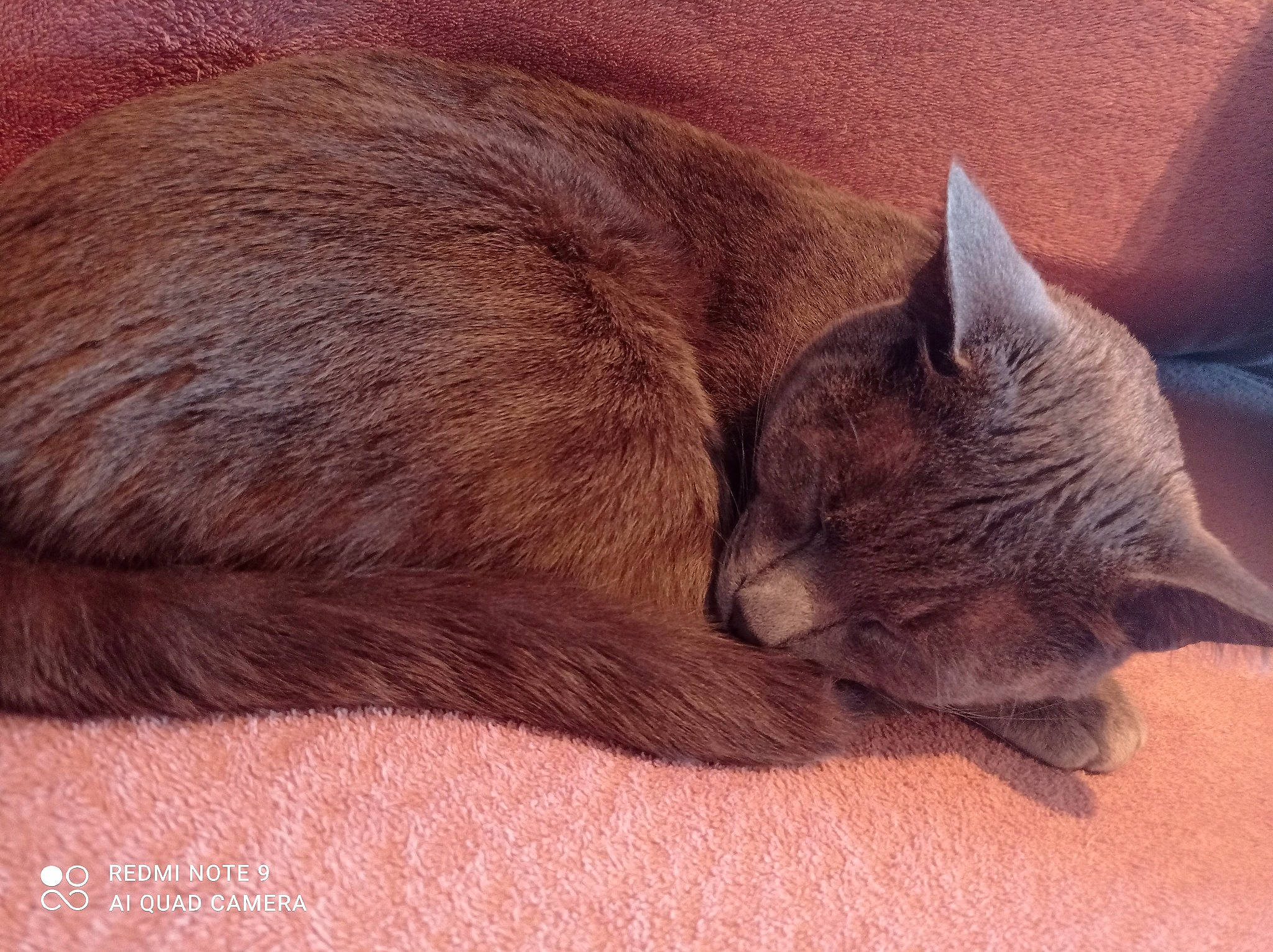 Aki participe au concours pour gagner de l'argent avec cette photo : black_cat, carnivore, cat, chartreux, claw, comfort, domestic_short_haired_cat, ear, felidae, fur, liver, nap, paw, russian_blue, sleep, small_to_medium_sized_cats, tail, vertebrate, whiskers, wood