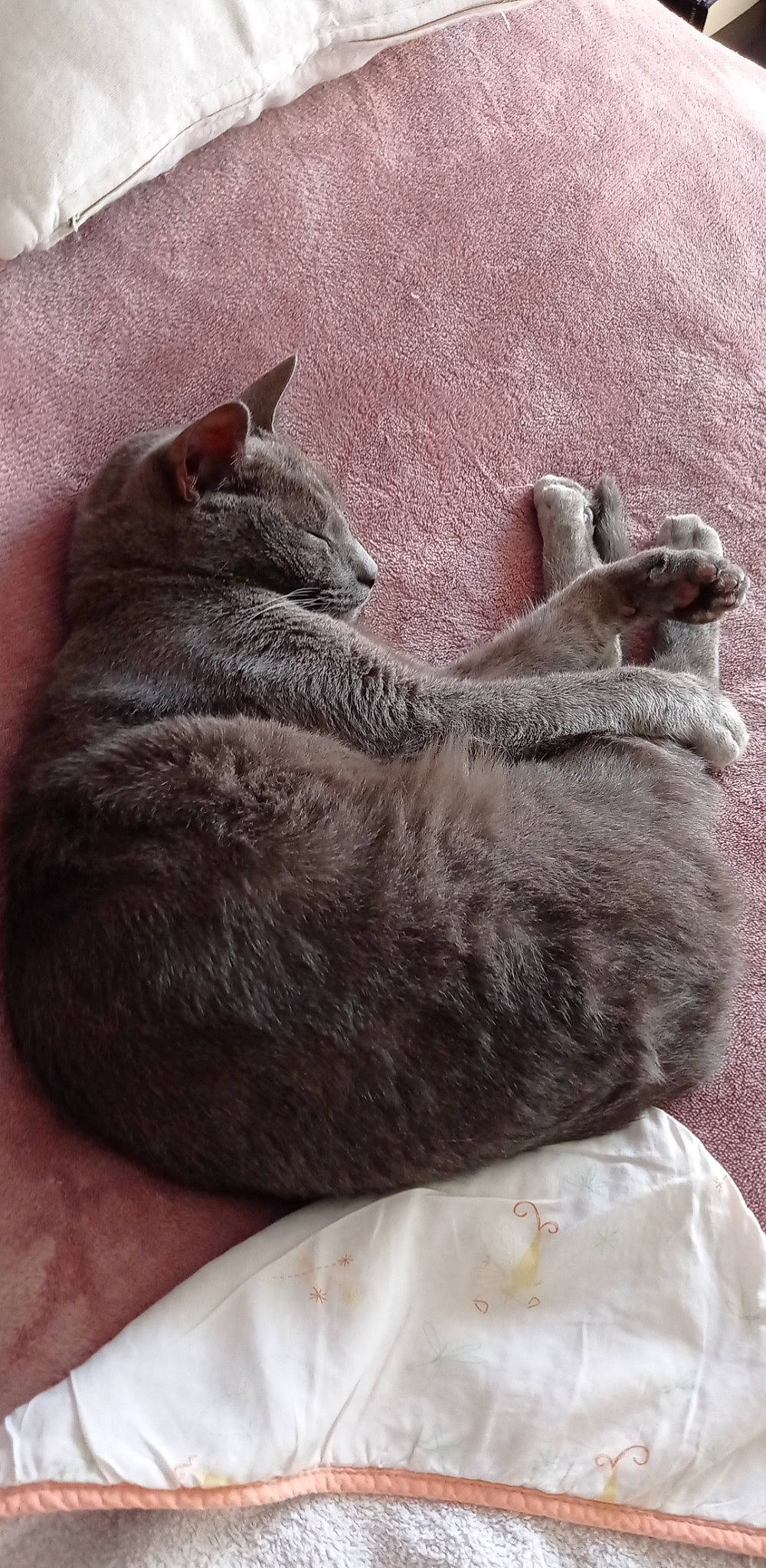 Aki a rejoint le concours — aidez-le/la à gagner de superbes lots ! canidae, carnivore, cat, claw, comfort, dog_breed, domestic_short_haired_cat, fawn, felidae, foot, fur, grey, human_leg, nap, paw, small_to_medium_sized_cats, snout, sporting_group, tail, whiskers