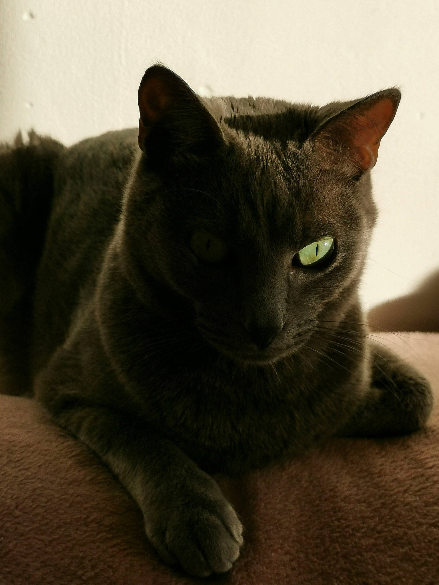 Aki participe au concours pour gagner de l'argent avec cette photo : black_cat, carnivore, cat, comfort, domestic_short_haired_cat, felidae, fur, grey, russian_blue, small_to_medium_sized_cats, snout, tail, terrestrial_animal, whiskers, window