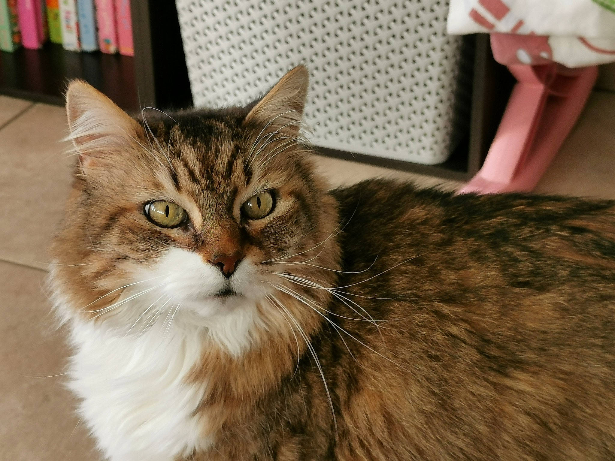 Mozart a rejoint le concours — aidez-le/la à gagner de superbes lots ! carnivore, cat, domestic_short_haired_cat, felidae, flooring, fur, paw, small_to_medium_sized_cats, snout, terrestrial_animal, whiskers, window