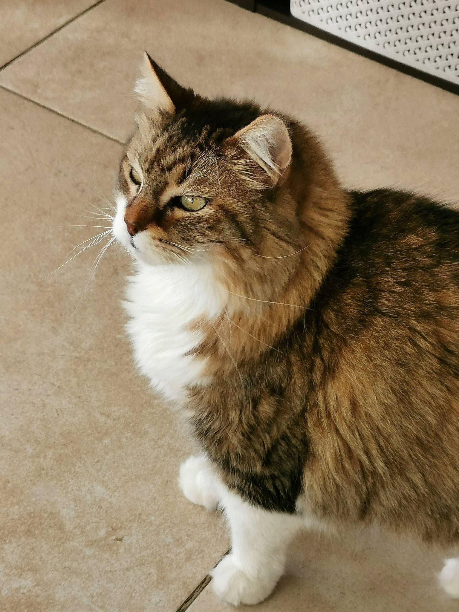 Mozart a rejoint le concours — aidez-le/la à gagner de superbes lots ! carnivore, cat, claw, domestic_short_haired_cat, fawn, felidae, flooring, fur, grey, paw, road_surface, sitting, small_to_medium_sized_cats, snout, tail, terrestrial_animal, whiskers, window, wood