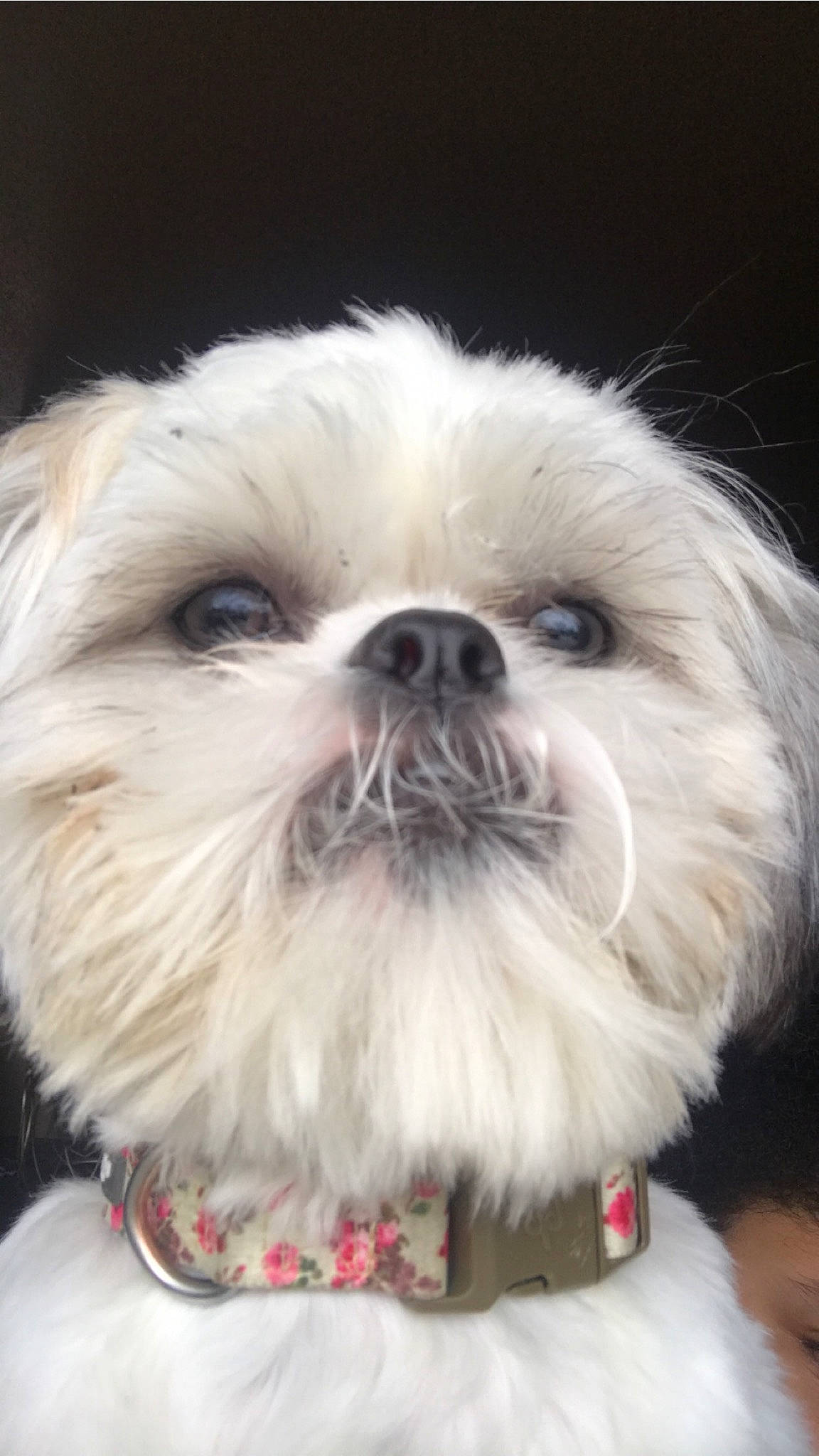 Emily Rose joined the competition — help win amazing prizes! canidae, carnivore, chinese_imperial_dog, companion_dog, dog, dog_breed, eye, kyi_leo, lhasa_apso, lowchen, mal_shi, maltepoo, maltese, mammal, nose, pekapoo, puppy, shih_tzu, snout, vertebrate