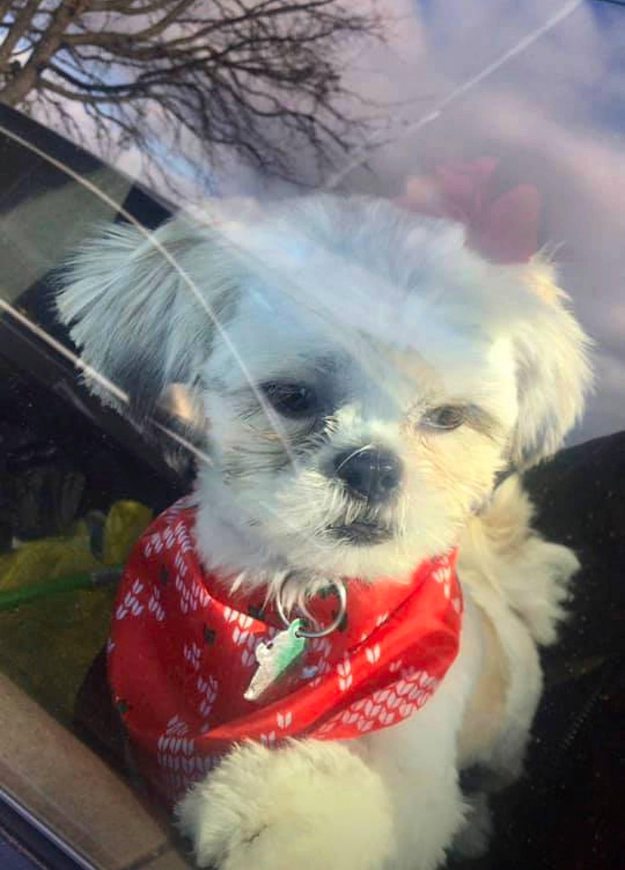 Emily Rose joined the competition — help win amazing prizes! bolonka, canidae, carnivore, chinese_imperial_dog, companion_dog, dog, dog_breed, kyi_leo, lhasa_apso, lowchen, mal_shi, maltepoo, maltese, mammal, morkie, puppy, rare_breed_dog, shih_tzu, snout, toy_dog