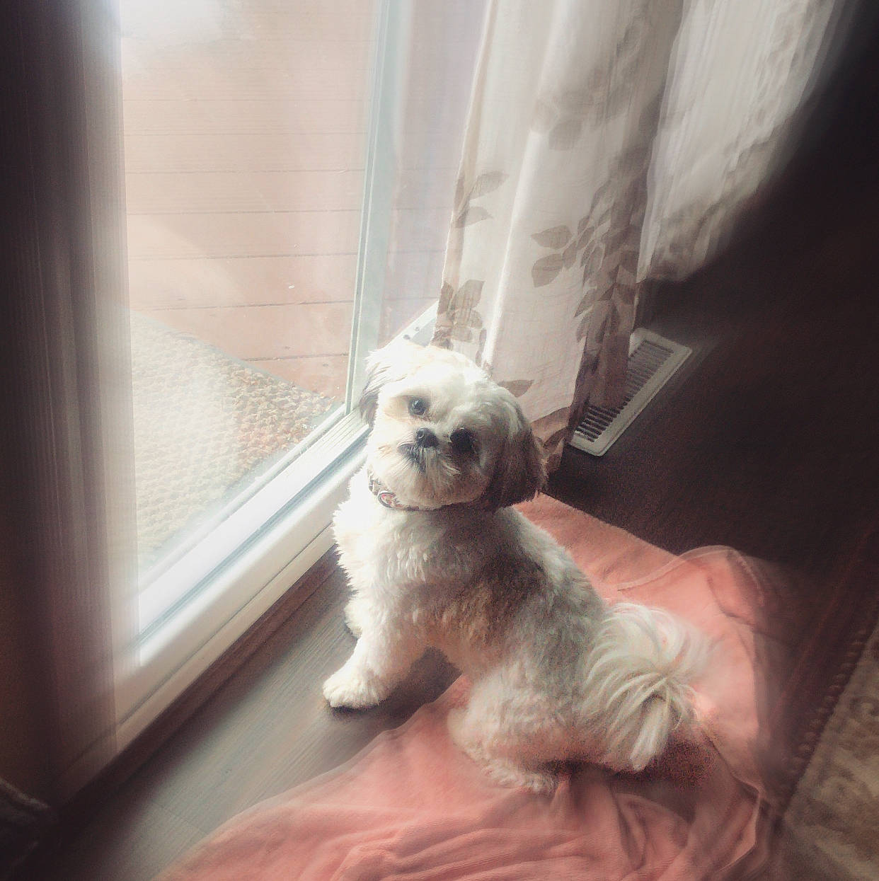 Emily Rose joined the competition — help win amazing prizes! canidae, carnivore, companion_dog, dog, dog_breed, havanese, irish_soft_coated_wheaten_terrier, maltese, mammal, morkie, non_sporting_group, nose, poodle, puppy, puppy_love, schnoodle, sporting_group, toy_dog, toy_poodle, west_highland_white_terrier