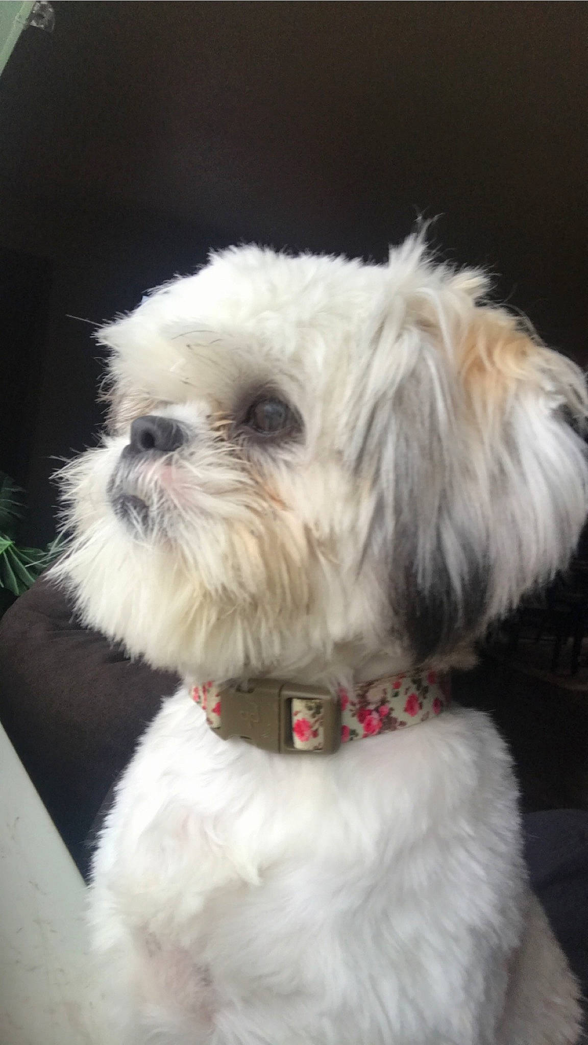 Emily Rose is registered to the contest to win money with this photo: canidae, carnivore, chinese_imperial_dog, companion_dog, dog, dog_breed, fur, kyi_leo, lhasa_apso, maltepoo, maltese, mammal, non_sporting_group, nose, puppy, rare_breed_dog, shih_tzu, snout, toy_dog, vertebrate