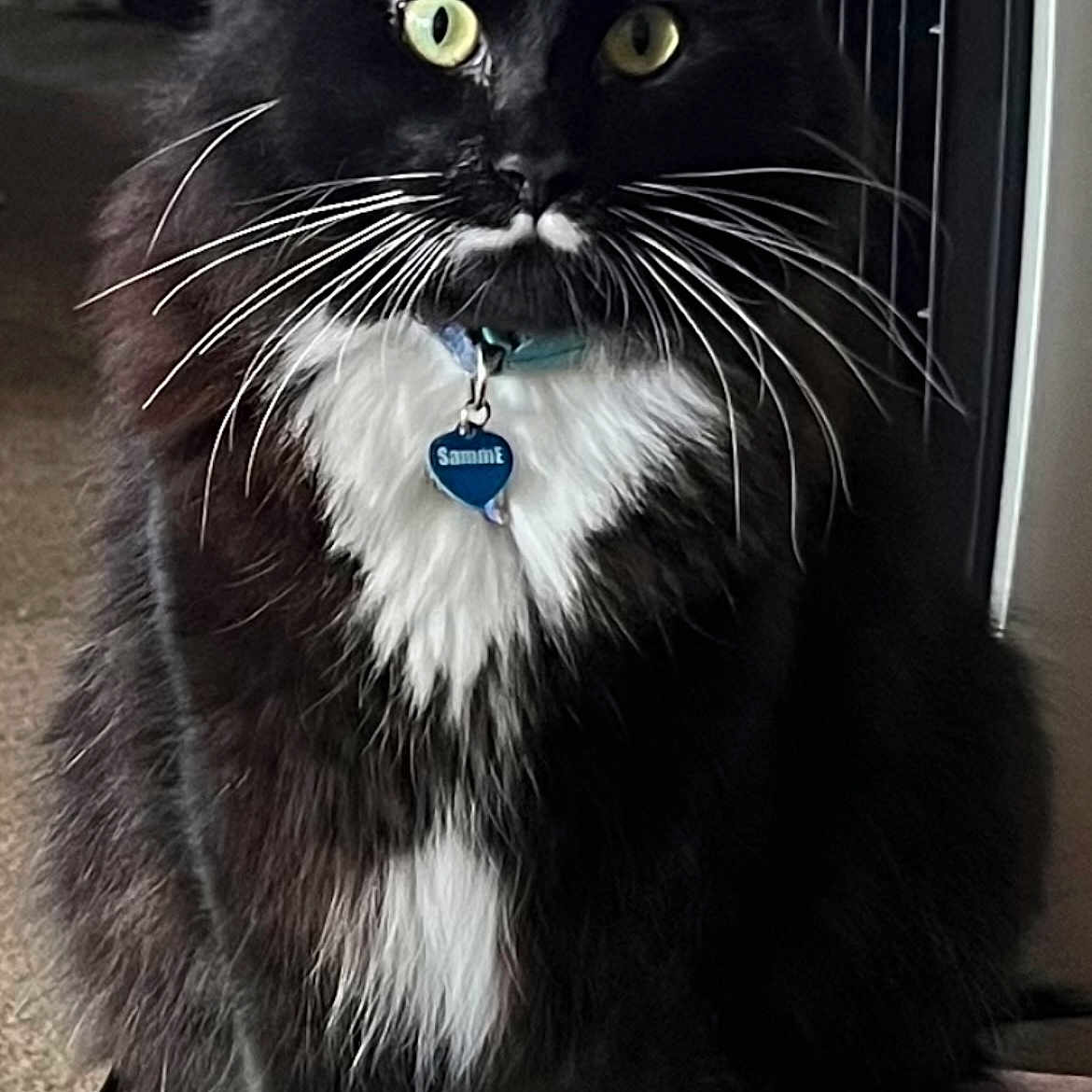 Samme is registered to the contest to win money with this photo: accessories, animal, blackcat, bodypart, bracelet, cat, collar, cross, formalwear, jewelry, kitten, leash, manx, mouth, necklace, ornament, pendant, pet, symbol, tie