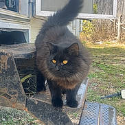Turbo is registered to the contest to win money with this photo: cat, black_cat, yellow_eyes, fluffy_fur, longhaired_cat, tail_up, metal_steps, rust, camper, trailer, outdoor, yard, grass, dirt, curious, pet, close_up, portrait, step, fence