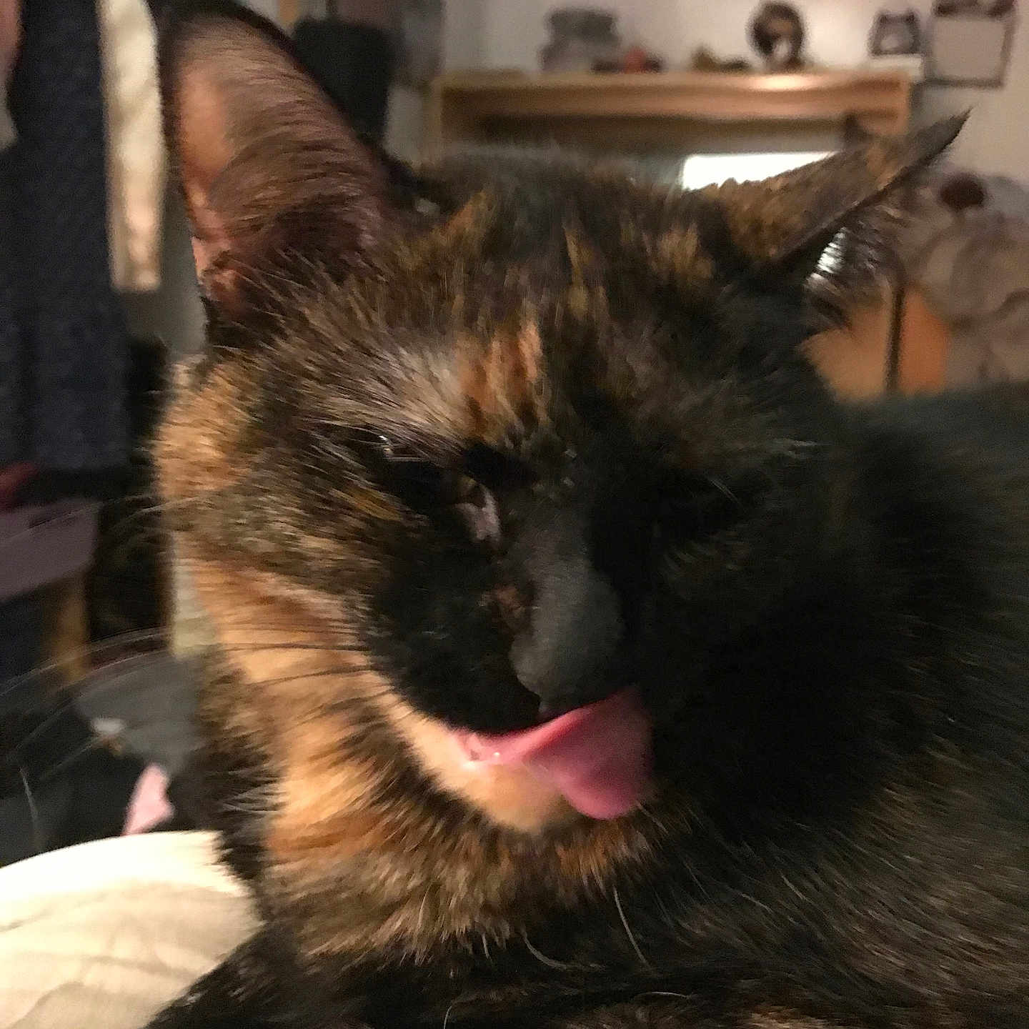 Mudslide is registered to the contest to win money with this photo: animal, architecture, bodypart, brasssection, canine, cat, couch, dog, furniture, germanshepherd, horn, indoors, kitten, manx, mouth, musicalinstrument, person, pet, photography, tongue