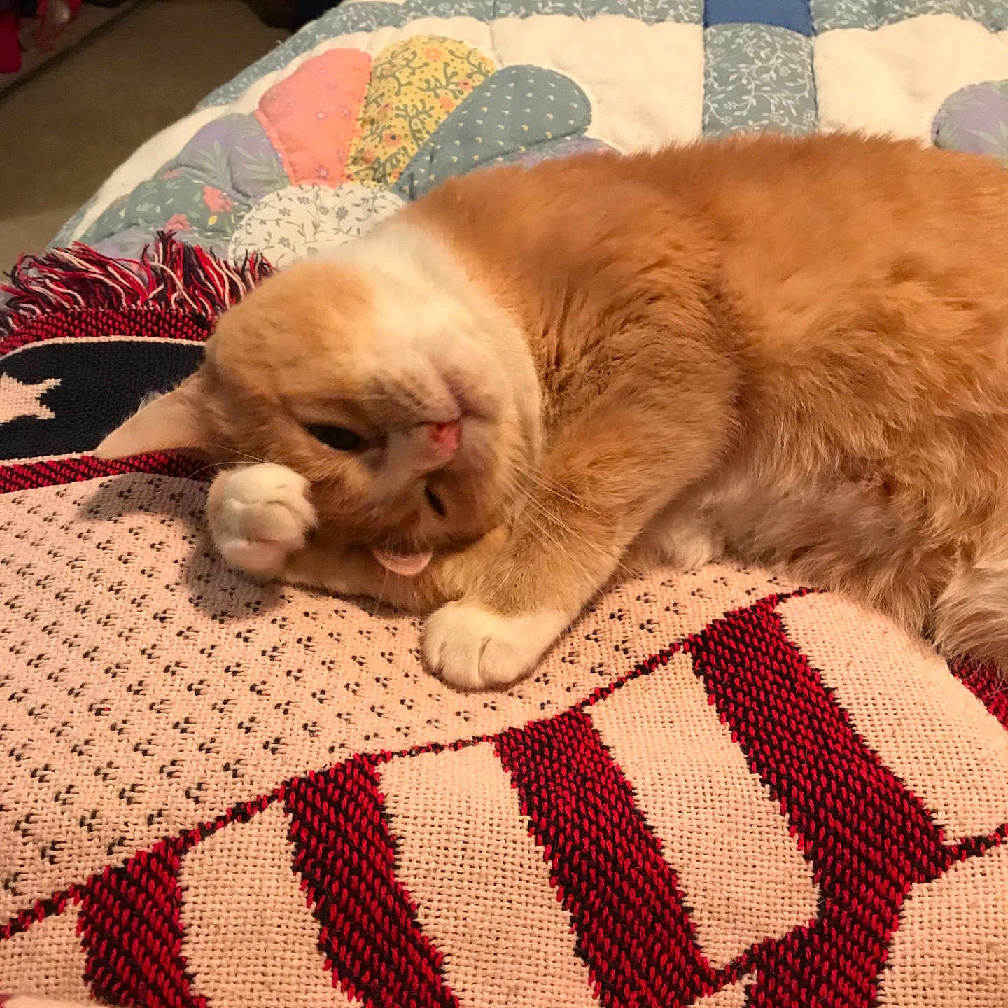 Gizmo joined the competition — help win amazing prizes! carnivoran, cat, cat_like_mammal, flooring, fur, kitten, mammal, small_to_medium_sized_cats, textile, whiskers