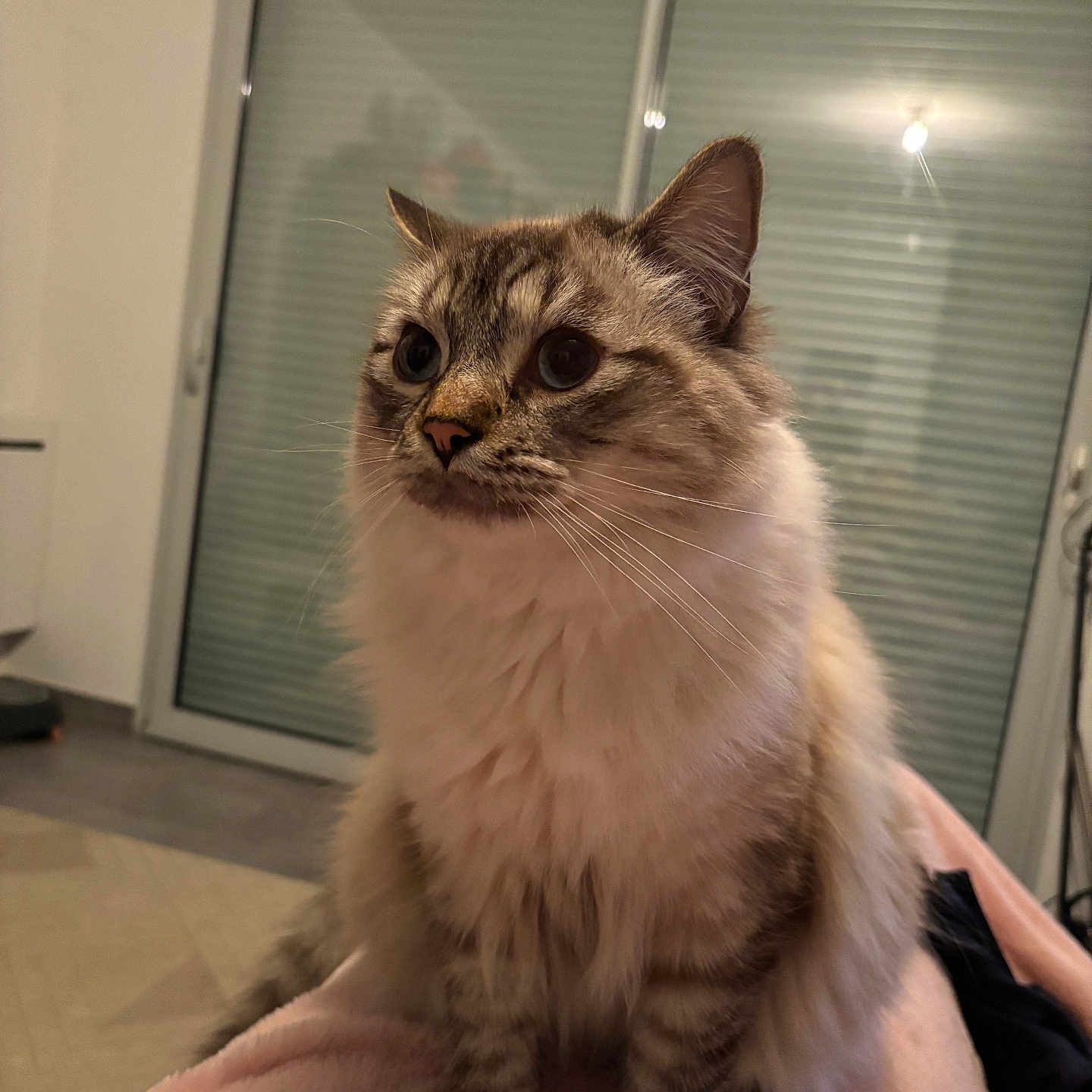 Tohru participe au concours pour gagner de l'argent avec cette photo : cat, fluffy, indoor, pet, animal, feline, soft_blanket, window, curtains, whiskers, ears, eyes, fur, sitting, cozy, domestic, portrait, house, mammal, closeup
