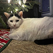 Oreo is registered to the contest to win money with this photo: cat, pet, christmas_tree, holiday, tree_lights, tree_skirt, indoor, cozy, white_fur, black_marking, lying_down, close_up, portrait, carpet, ornament, soft_lighting, whiskers, animal, domestic, relaxed
