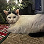 cat, pet, christmas_tree, holiday, tree_lights, tree_skirt, indoor, cozy, white_fur, black_marking, lying_down, close_up, portrait, carpet, ornament, soft_lighting, whiskers, animal, domestic, relaxed