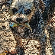 Daisy joined the competition — help win amazing prizes! dog, fish, animal, pet, outdoor, dirt, leaf, mouth, fur, small_dog, sunlight, nature, catch, close_up, adorable, standing, wet_fur, eyes, snout, playful