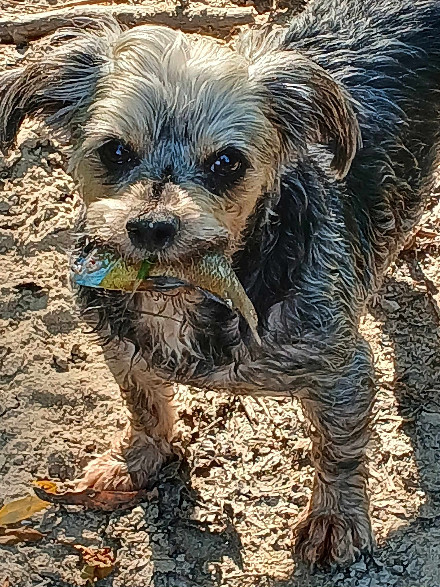 Daisy