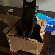 Spooky is registered to the contest to win money with this photo: animal, black_cat, box, cardboard_box, cat, cute, dark, domestic, feline, furniture, household, indoor, mysterious, one_eye, pet, pet_cat, shadow, sitting, table, wooden_table