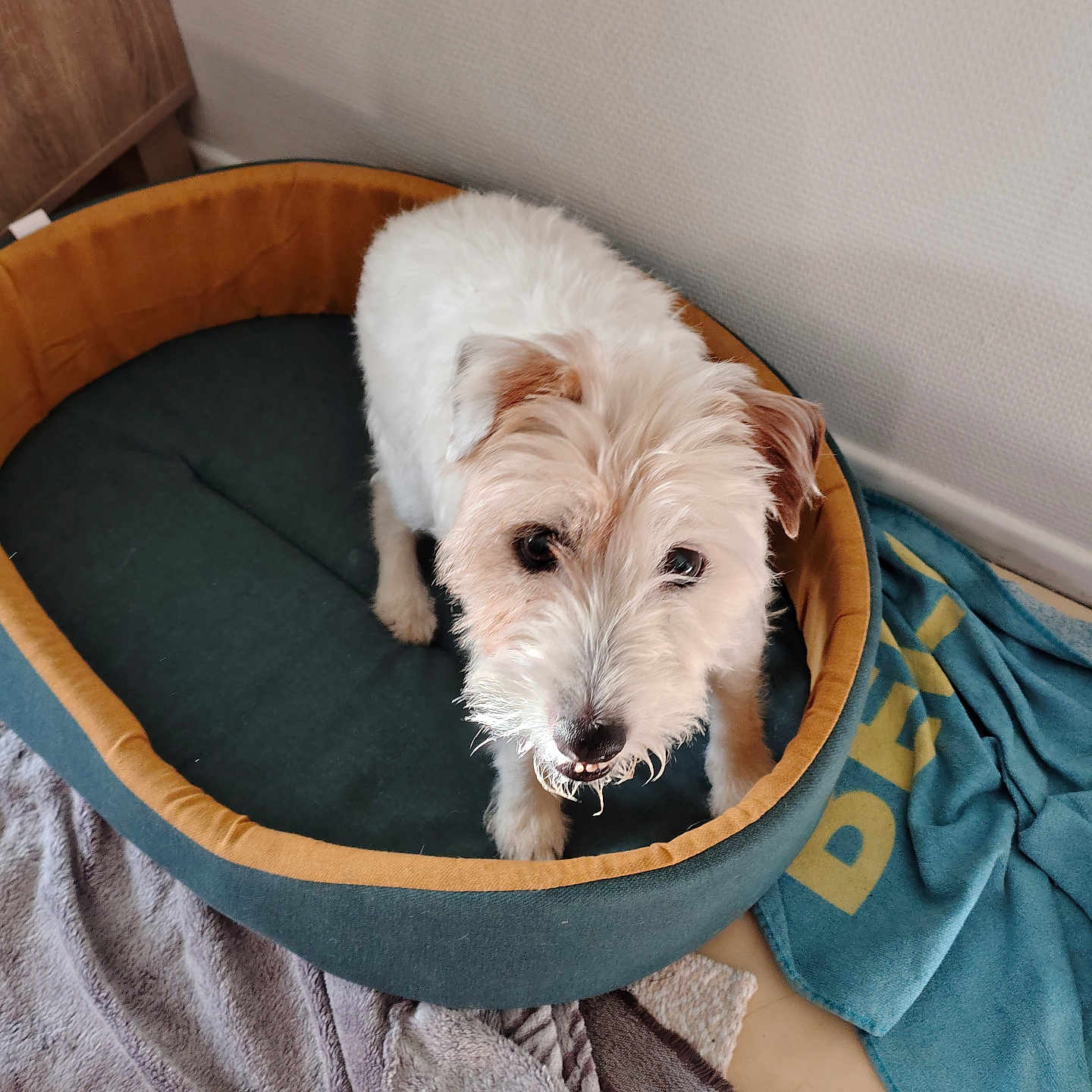 élisée a rejoint le concours — aidez-le/la à gagner de superbes lots ! animal, bed, blanket, canine, comfort, cozy, curious, dog, domestic, floor, fur, furniture, home, indoor, looking_up, pet, resting_place, scruffy, towel, white_dog