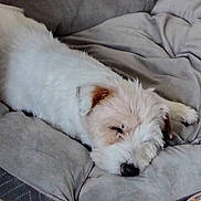 élisée participe au concours pour gagner de l'argent avec cette photo : animal, bed, calm, comfort, companion, cozy, cushion, cute, dog, domestic, fur, indoor, nap, pet, quiet, relaxed, resting, sleeping, soft, white_dog