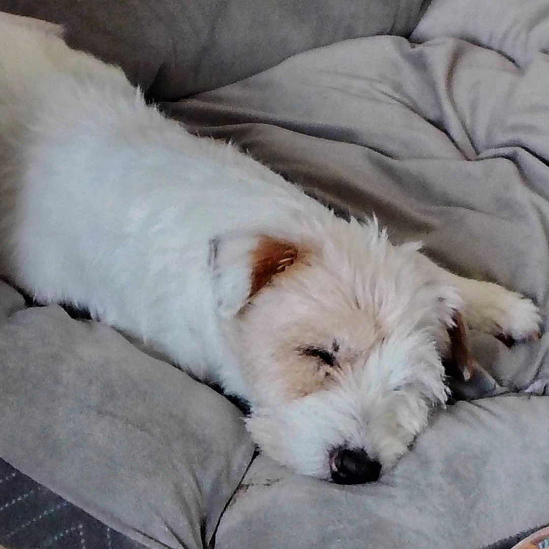 élisée participe au concours pour gagner de l'argent avec cette photo : animal, bed, calm, comfort, companion, cozy, cushion, cute, dog, domestic, fur, indoor, nap, pet, quiet, relaxed, resting, sleeping, soft, white_dog