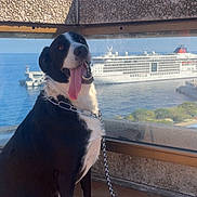 Sparky participe au concours pour gagner de l'argent avec cette photo : black_and_white, blue_sky, canine, cruise_ship, daylight, dog, fence, happy, leash, ocean, outdoor, pet, sitting, sunny, terrace, tile_floor, tongue_out, travel, vacation, water