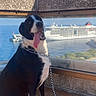 black_and_white, blue_sky, canine, cruise_ship, daylight, dog, fence, happy, leash, ocean, outdoor, pet, sitting, sunny, terrace, tile_floor, tongue_out, travel, vacation, water