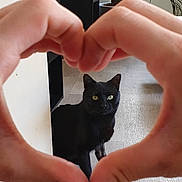 Titi participe au concours pour gagner de l'argent avec cette photo : animal, black_cat, carpet, cat, floor, furniture, gesture, hands, heart_shape, indoor, love, mobile_screenshot, natural_light, pet, photo, plant, snapchat_interface, text_bubble, window, yellow_icon